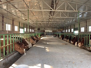 畜牧養殖場應用成功案例_氨氣檢測儀